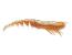 360gt costal shrimp weighted swimbait hook csp03np-116h