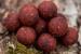 Boilies  solubil  superred  15mm  1kg sbc22034