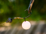 Tungsten pop-up rig weights Select baits
