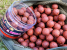Boilies crab & krill Select baits