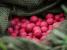 Select baits boilies classic strawberry